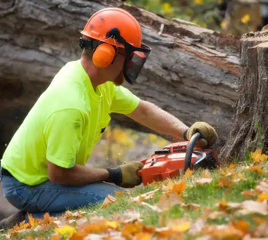 tree services La Huerta